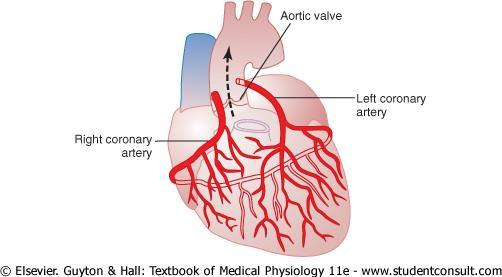 Coronary Circulation Left coronary artery: for the anterior & left lateral portions of LV.