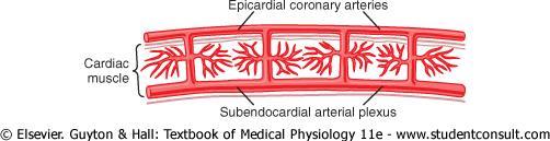 - epicardial arteries on the surface of the heart; - intramuscular arteries penetrate from the surface into the