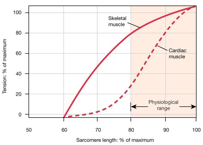 The tension generated (force) is directly proportional to the initial length of the muscle fiber.
