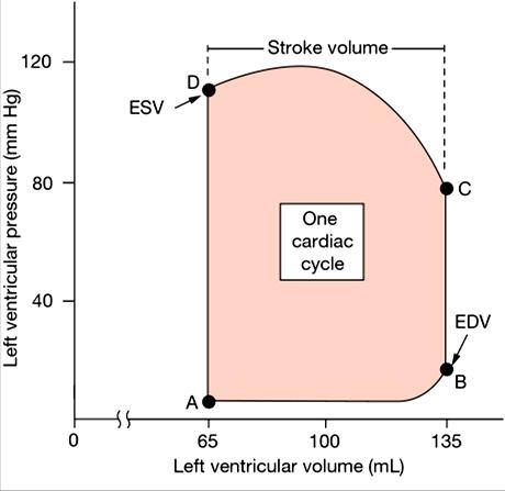 Pressure-Volume curve for the left ventricle during one cardiac cycle.