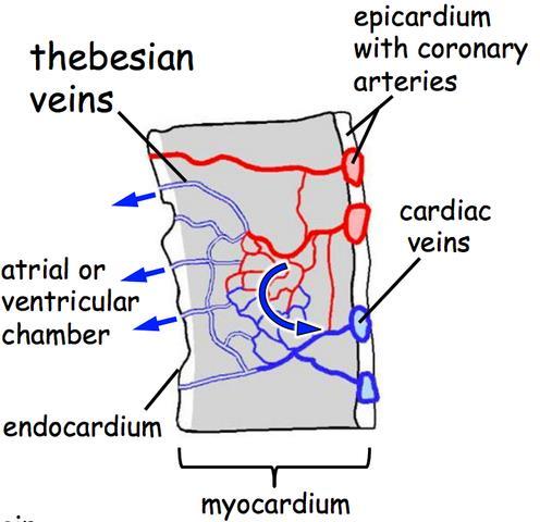 cardiac veins that flow directly into the RA. -!