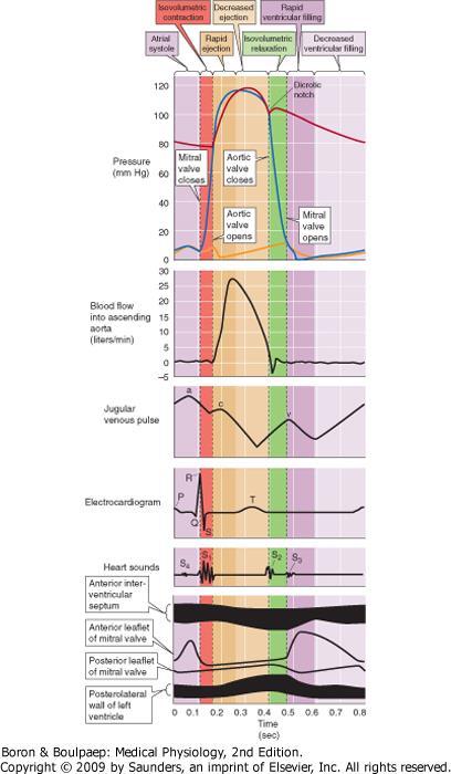 Mechanical, electrical, acoustic, and echocardiographic events in the cardiac cycle.