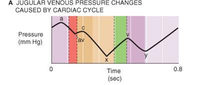 Pressure transients in the jugular vein pulse reflect events in the cardiac cycle: a peak - caused by the contraction of the right atrium.