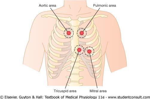 Chest Surface Areas for Auscultation of Normal Heart Sounds The primary aortic area: 2 nd right intercostal space,