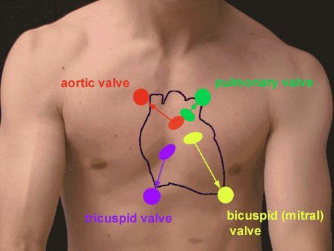 The secondary aortic area: 3 rd left intercostal space, adjacent to the sternum (known as Erb area).
