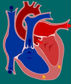 RAPID EJECTION Heart: The semilunar (aortic and pulmonary) valves open at the beginning of this phase.