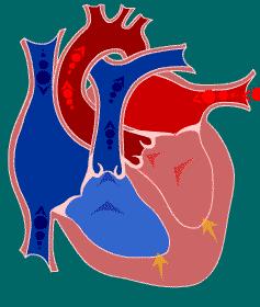 REDUCED EJECTION The end of systole Heart: At the end of this phase the semilunar (aortic and pulmonary) valves close.