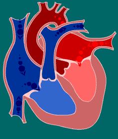 ISOVOLUMETRIC RELAXATION The beginning of diastole Heart: At the beginning of this phase the AV