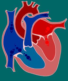 RAPID VENTRICULAR FILLING Heart: Once the AV valves open,
