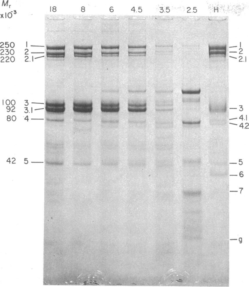 1064 Cell Biology: Chan Proc. Natl. Acad. Sci. USA 74 (1977) M, X-13 I8 8 6 4.5 3 5 25 -lq 250 1-_ - -.M 230 2- I 220 2 1- w %at=# - 42 100 3- # 3 --.