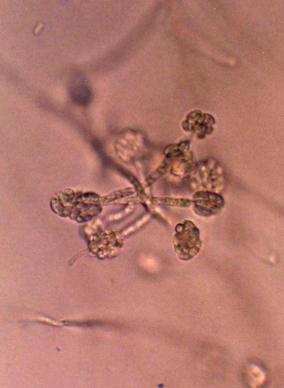 research center. A B C 25 C CLA F. oxysporum f. sp. radiciscucumerinum 1 570. :C :B :A Fig. 1. Microscopic view of fungal organs of F.