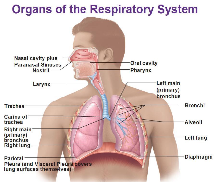 Respiratory System 1. CO2 carbon dioxide which is removed by the lungs. 2. Trachea attaches to the lungs and is also called the wind pipe. 3.