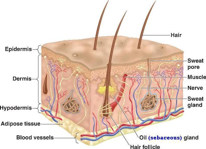 Integumentary System 1. The Integumentary system (skin, hair, nails) protects the body from damage and water loss. 2. Sweat glands and hair regulate temperature of the body.