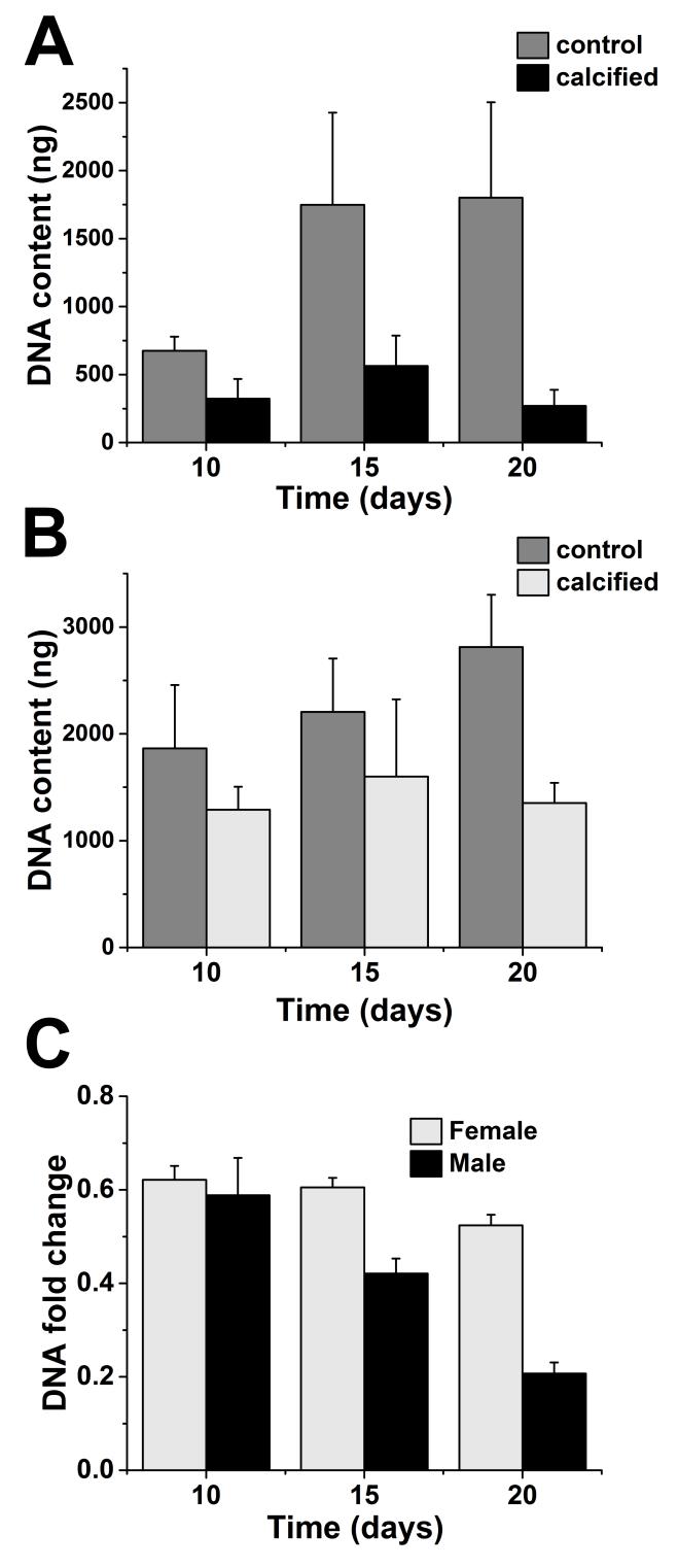 Figure 4.1 DNA content of VICs isolated from (A) male and (B) female rat aortic valves after 10, 15 and 20 days of culture in regular and osteogenic media.