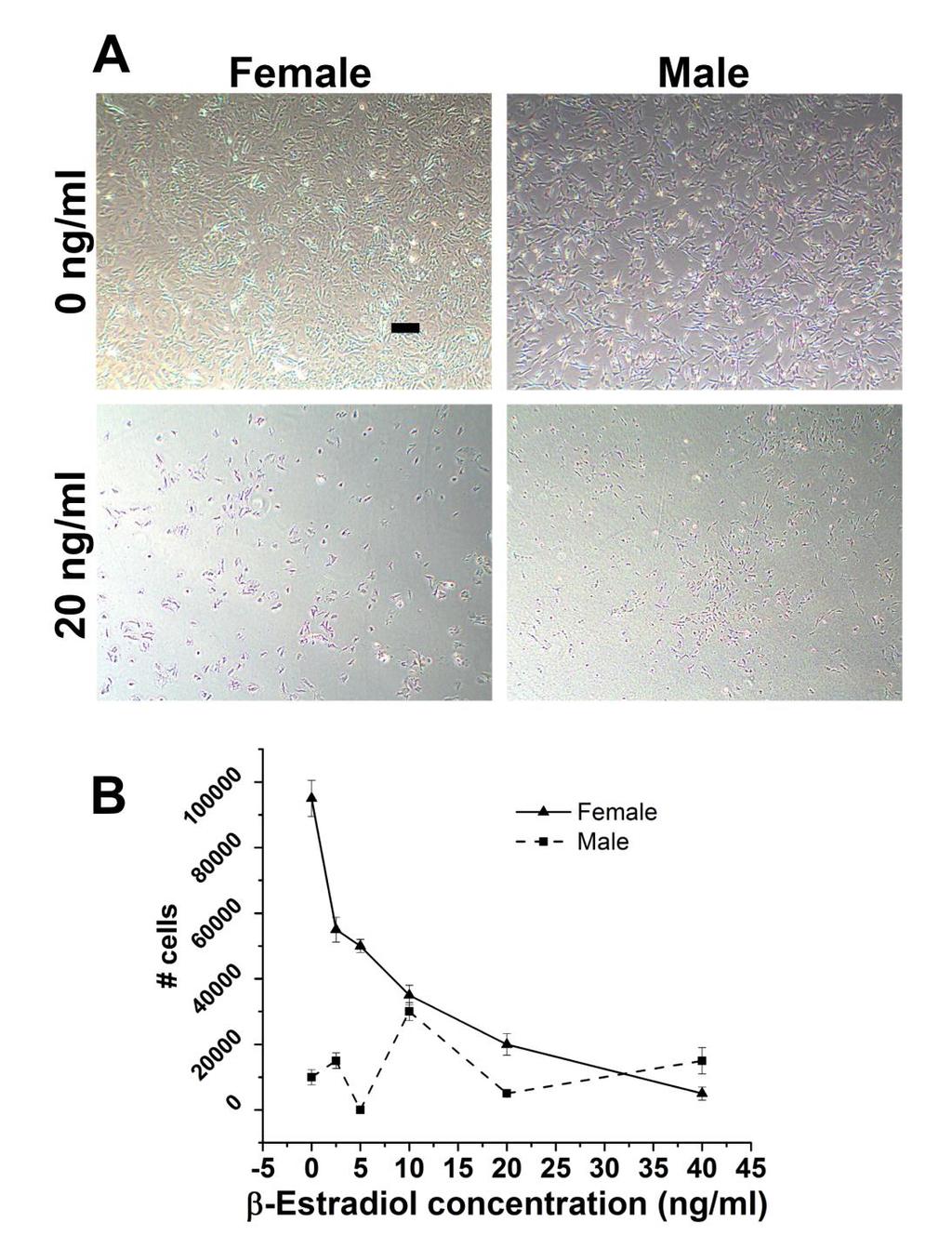Figure 4.6 (A) Images of male and female VICs treated with 0 and 20 ng/ml β-estradiol in regular culture media for 2 days. Scale bar is 250μm.