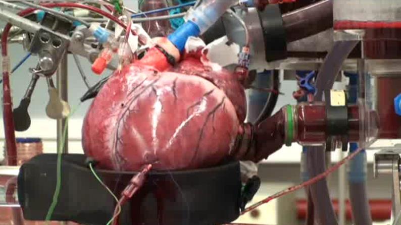 Isolated beating pig heart