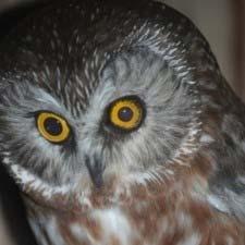 Saw-Whet Owl Adopted Dr.