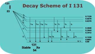 Decay Scheme of I-131 The decay scheme below indicates that there are 14 gammas and 6 betas emitted from I- 131 Therefore, True or False, 14/20 of the tissue damage is attributable to gammas and 6/20