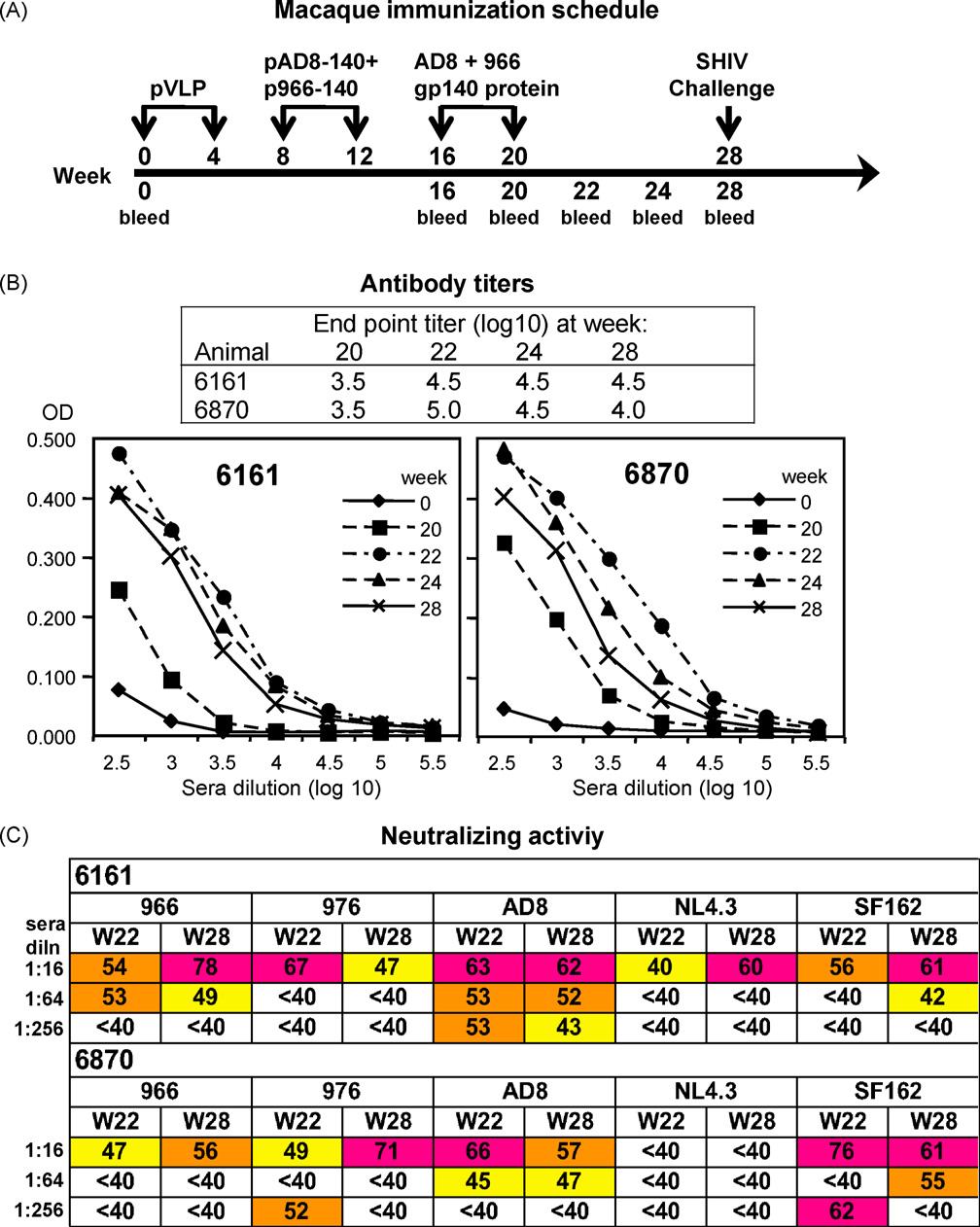 6608 R.J. Center et al. / Vaccine 27 (2009) 6605 6612 Fig. 3. Immunization of macaques with a DNA prime/gp140 protein boost regimen. (A) Immunization schedule.