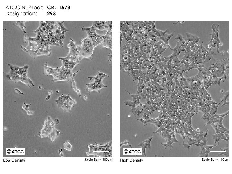 Recombinantcell line development HEK293 cells Lentiviral vector-mediated transduction LV-G