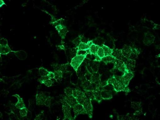anti-mouse AlexaFluor 488 98% 98% fluorescent cells fluorescent