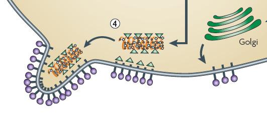 RABIES VIRUS (RV) Enveloped virus of the Rhabdoviridae family Released from the infected cell by budding Negative-stranded RNA virus Encodes 5