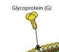 Glycoprotein (G) It is an integral transmembrane protein Organized as a trimerin the virus surface It is the major viral antigen responsible for the induction of protective immunity Induce T helper