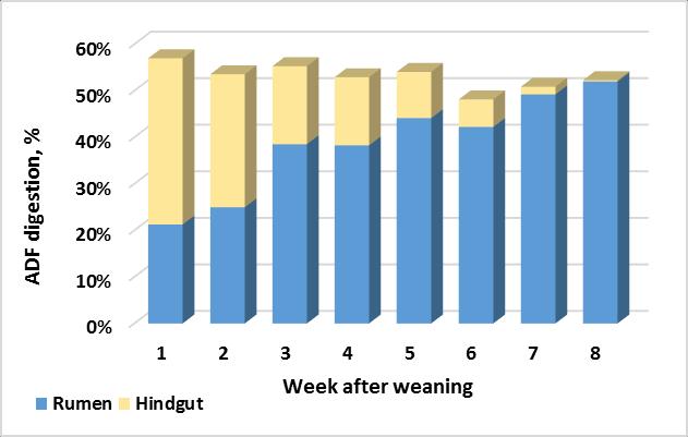 Figure 1. Digestion of acid detergent fiber in calves fed milk or milk replacer to weaning at 5 wk of age. Digestion was measured in the stomach and intestines using duodenally cannulated calves.