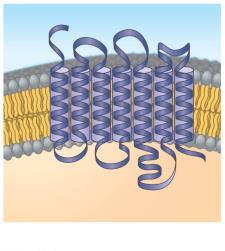 Receptors in the lasma Membrane Most water-soluble signal molecules bind to specific sites on receptor proteins that span the plasma membrane There are three main types of membrane receptors: 1.