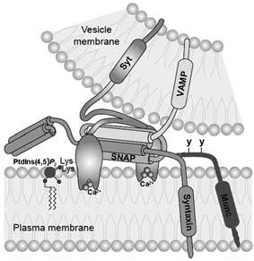 membrane fusion 71 Does SytVII organize the