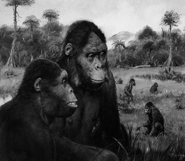 Early Miocene Apes were Fruit Eating