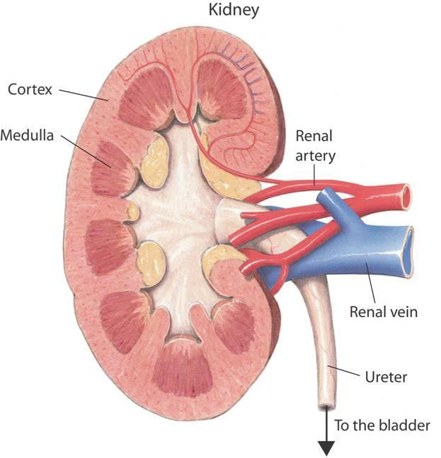 Cortex Medulla Renal artery Renal