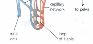 to an arteriole and then into the glomerulus, a mass