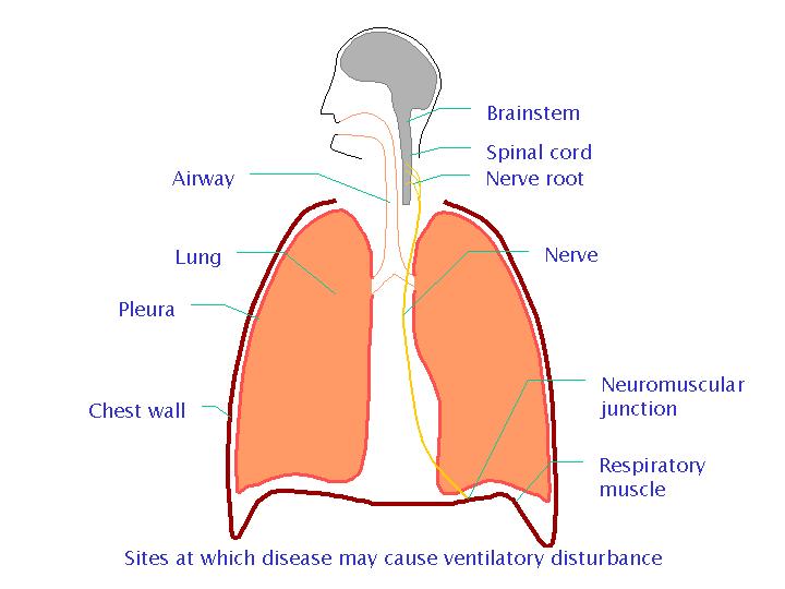 Sites at which may cause respiratory