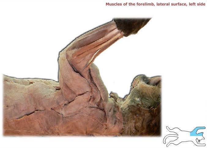 Extensor carpi ulnaris Triceps brachii Extensor carpi