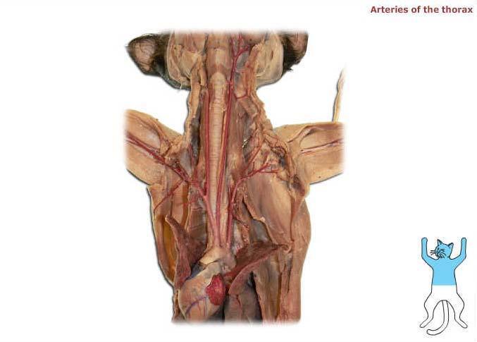 Right common carotid artery Left common carotid artery Right brachial artery Left axillary artery Right
