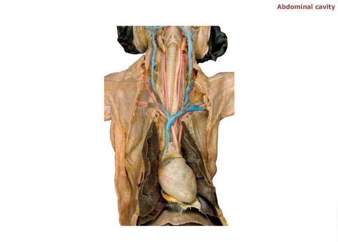 Trachea Right anterior lobe of lung Left anterior lobe of lung Left ventricle of heart Right middle