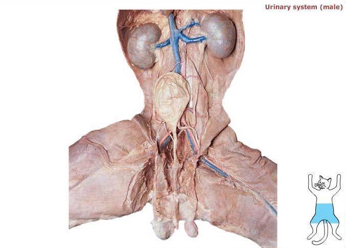 Left kidney Right kidney Renal veins (right and left)
