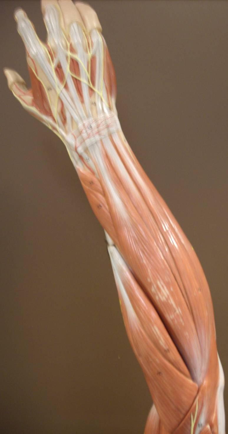 Arm Muscles (Posterior View) Model 3-7 Extensor Digitorum Extensor Carpi Radialis Brevis