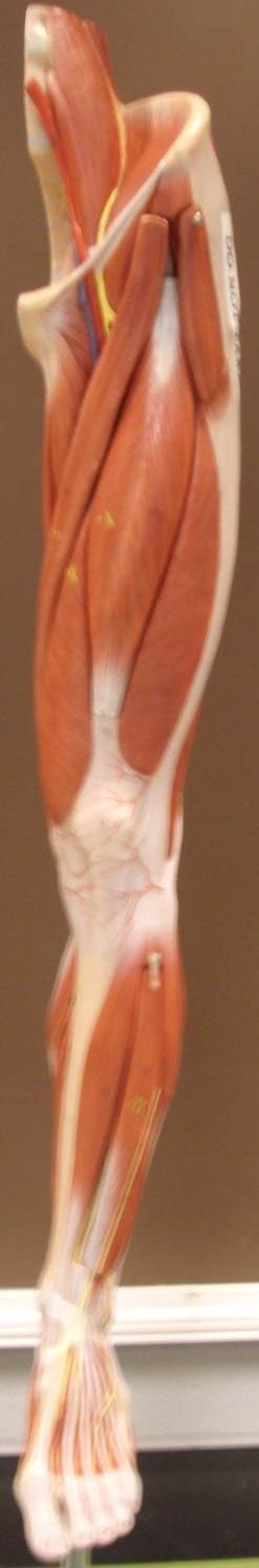 Leg Muscles (Anterior View) Model 3-8 Psoas Major Pectineus Iliacus Tensor Fascia Latae Adductor