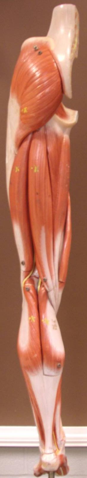 Leg Muscles (Posterior View) Model 3-8 Gluteus Maximus Adductor Magnus Biceps