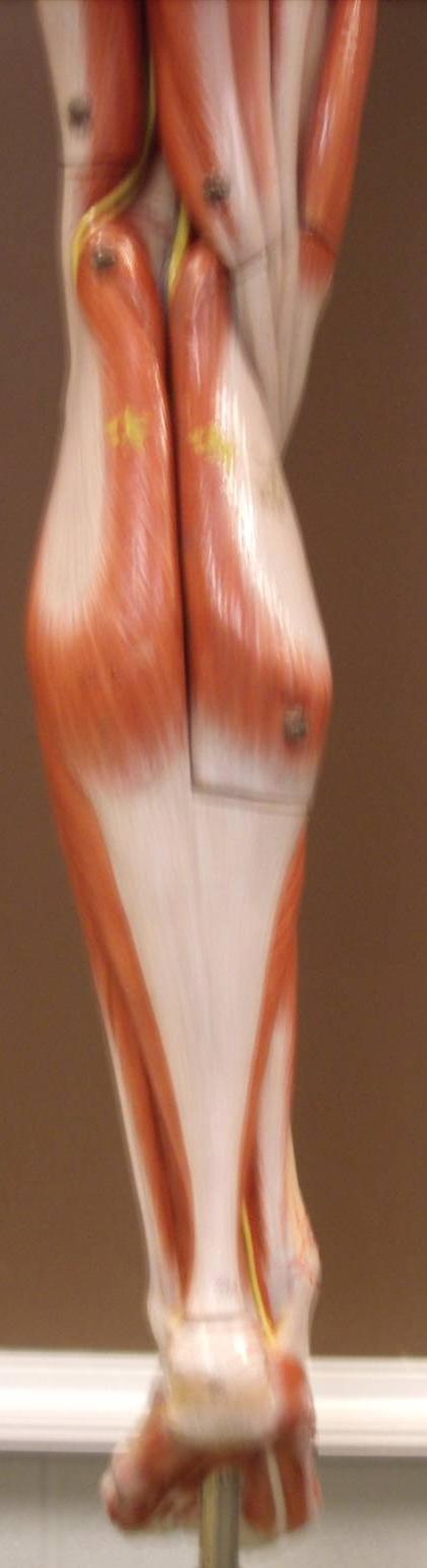 Lower Leg Muscles (Posterior View)