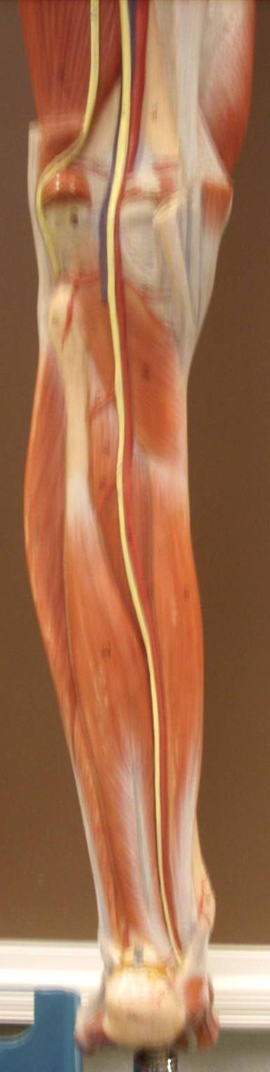Lower Leg Muscles (Posterior View) Model 3-8 Peroneus (Fibularis) Longus