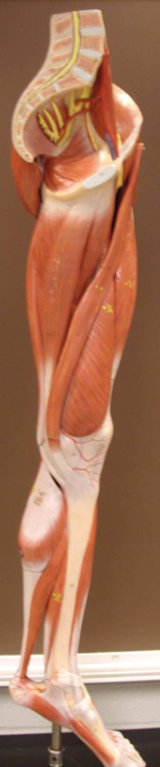Leg Muscles (Medial View) Model 3-8 Adductor Longus Adductor Magnus Gracilis Sartorius