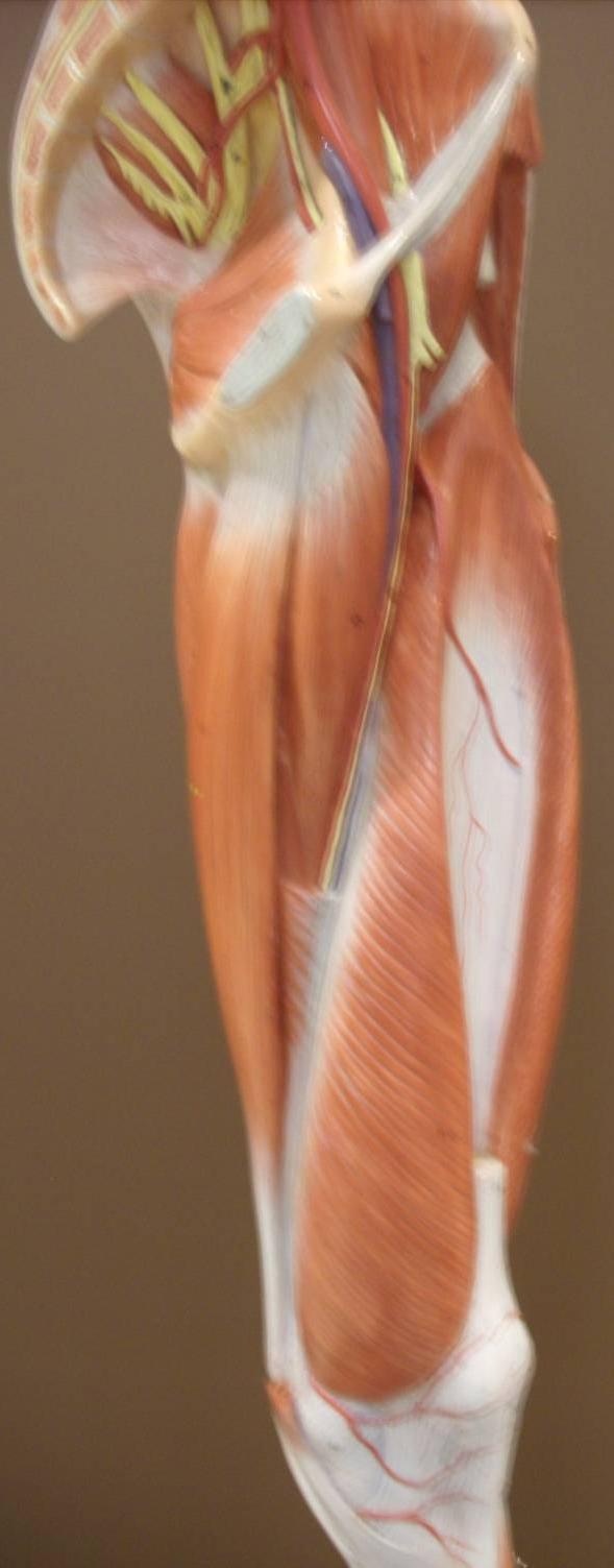 Thigh Muscles (Medial View) Model 3-8 Iliacus Pectineus Adductor