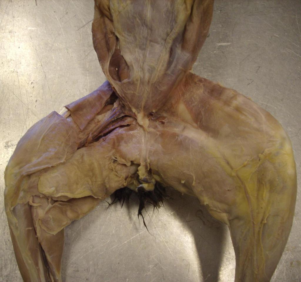 Cat Muscles (Superficial Ventral View) Rectus
