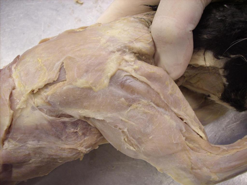 Cat Upper Arm Muscles (Lateral View) Trapezius