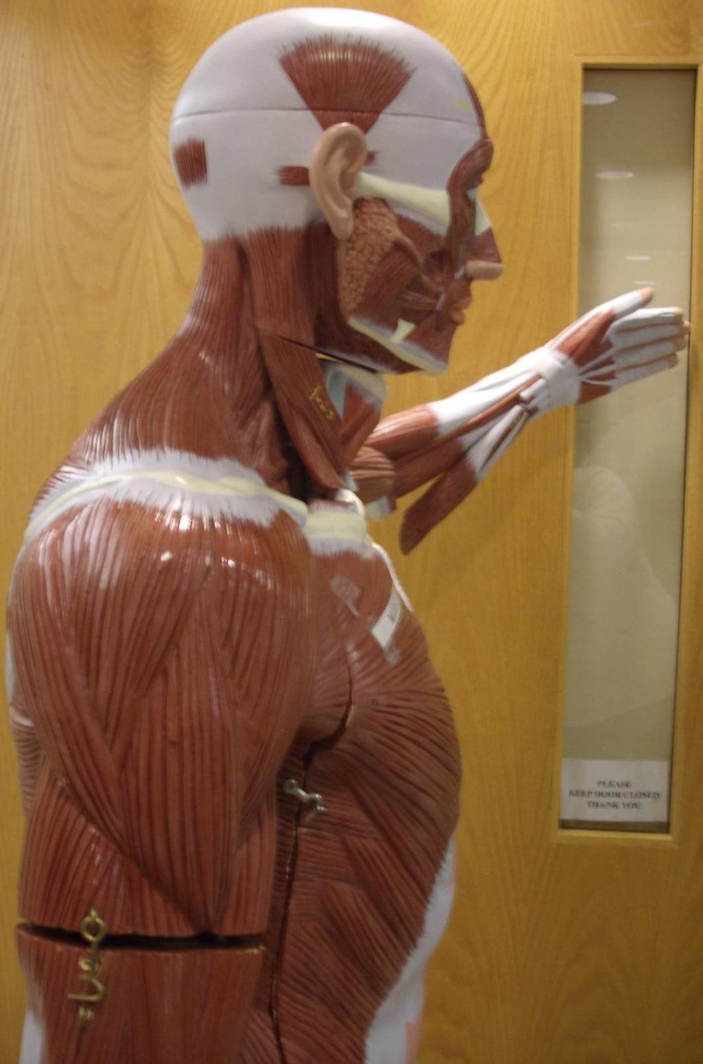 Human Muscles (Lateral View) Model 3-65 Masseter Frontalis Sternocleidomastoid Orbicularis