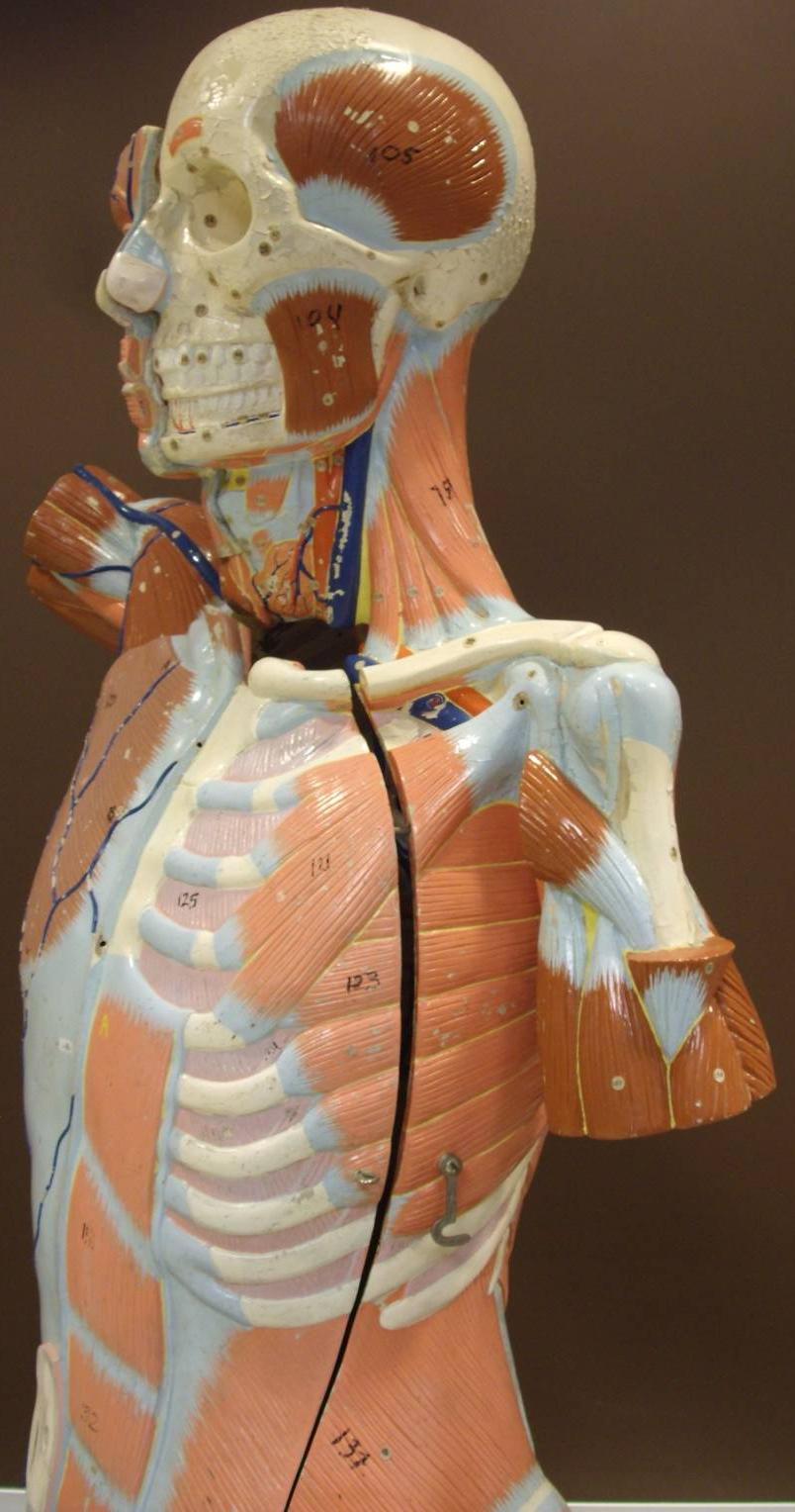 Human Muscles (Lateral View) Model 3-44 Temporalis Masseter Levator Scapula Pectoralis Major