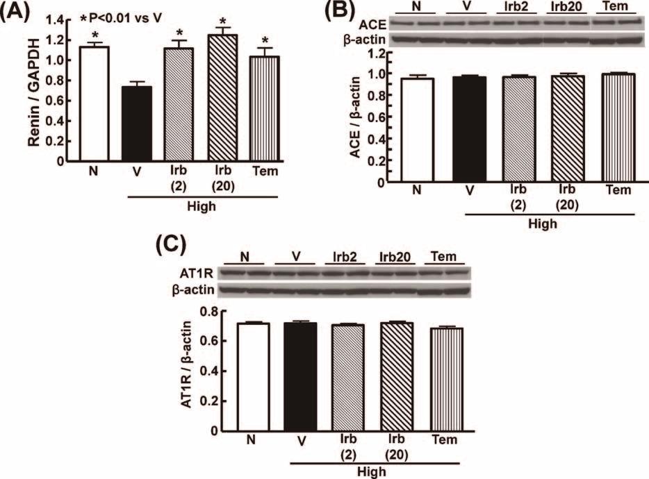 Effect of irbesartan and tempol on renal renin mrna (A), and renal ACE (B) and AT1 receptor (AT1R) protein expressions (C) in high salt fed enos / mice.